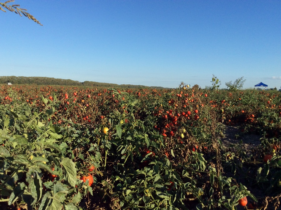 pomodoro vallivo